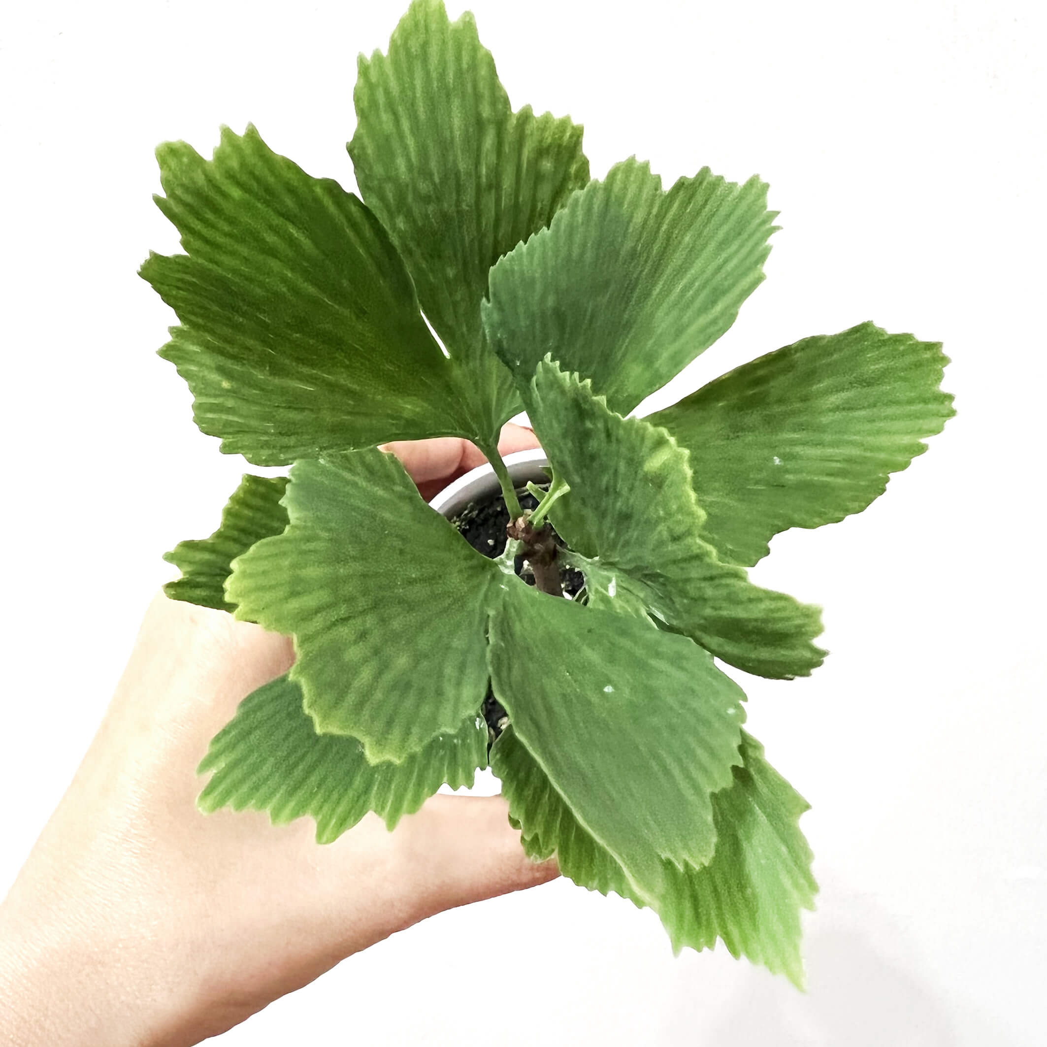 MiniGingkoBiloba-3