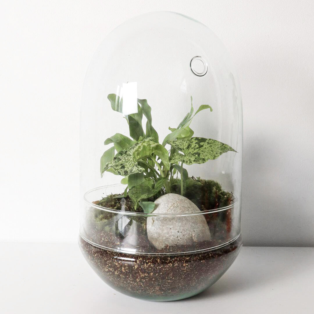 NewPianeta_terrarium_Costa_Rica_Special_1_Capsula