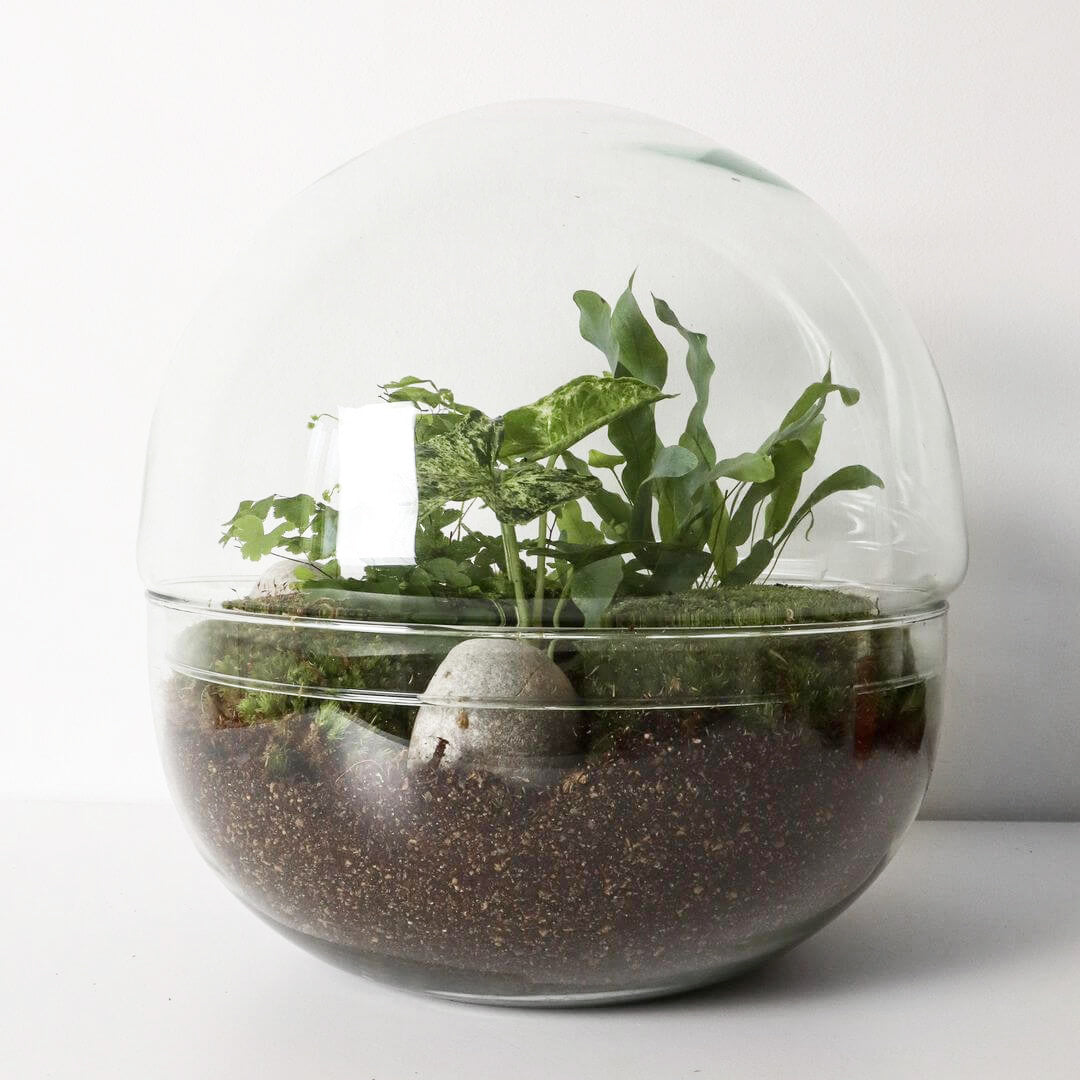 NewPianeta_terrarium_Costa_Rica_Special_1_sfera (1)