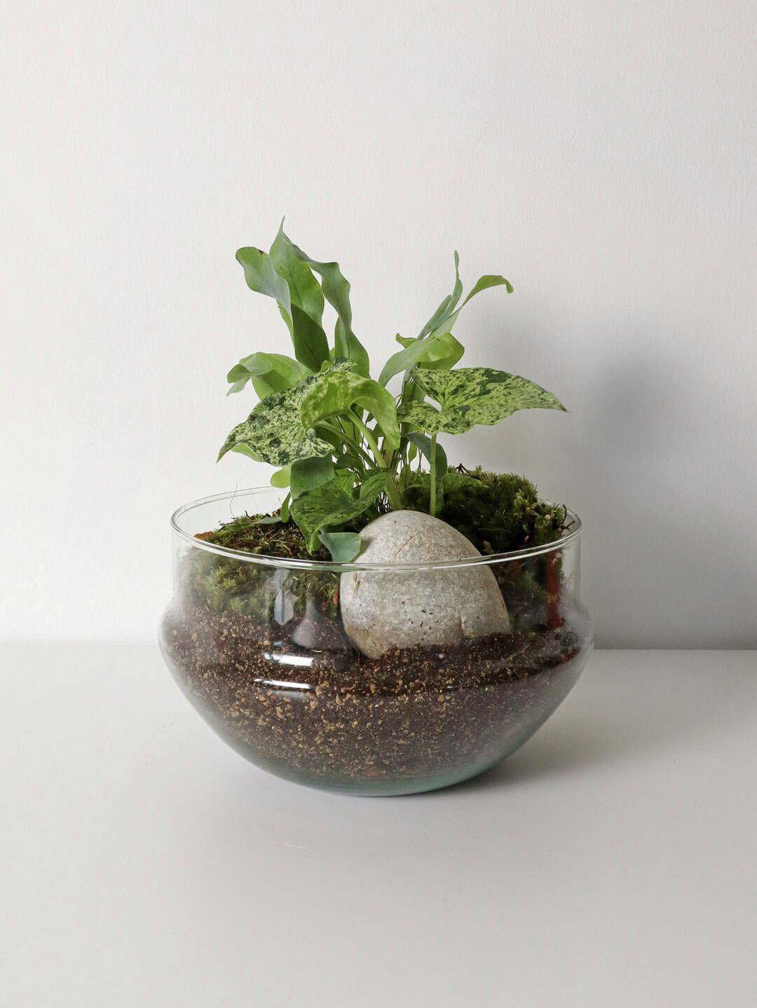 NewPianeta_terrarium_Costa_Rica_Special_2_Capsula