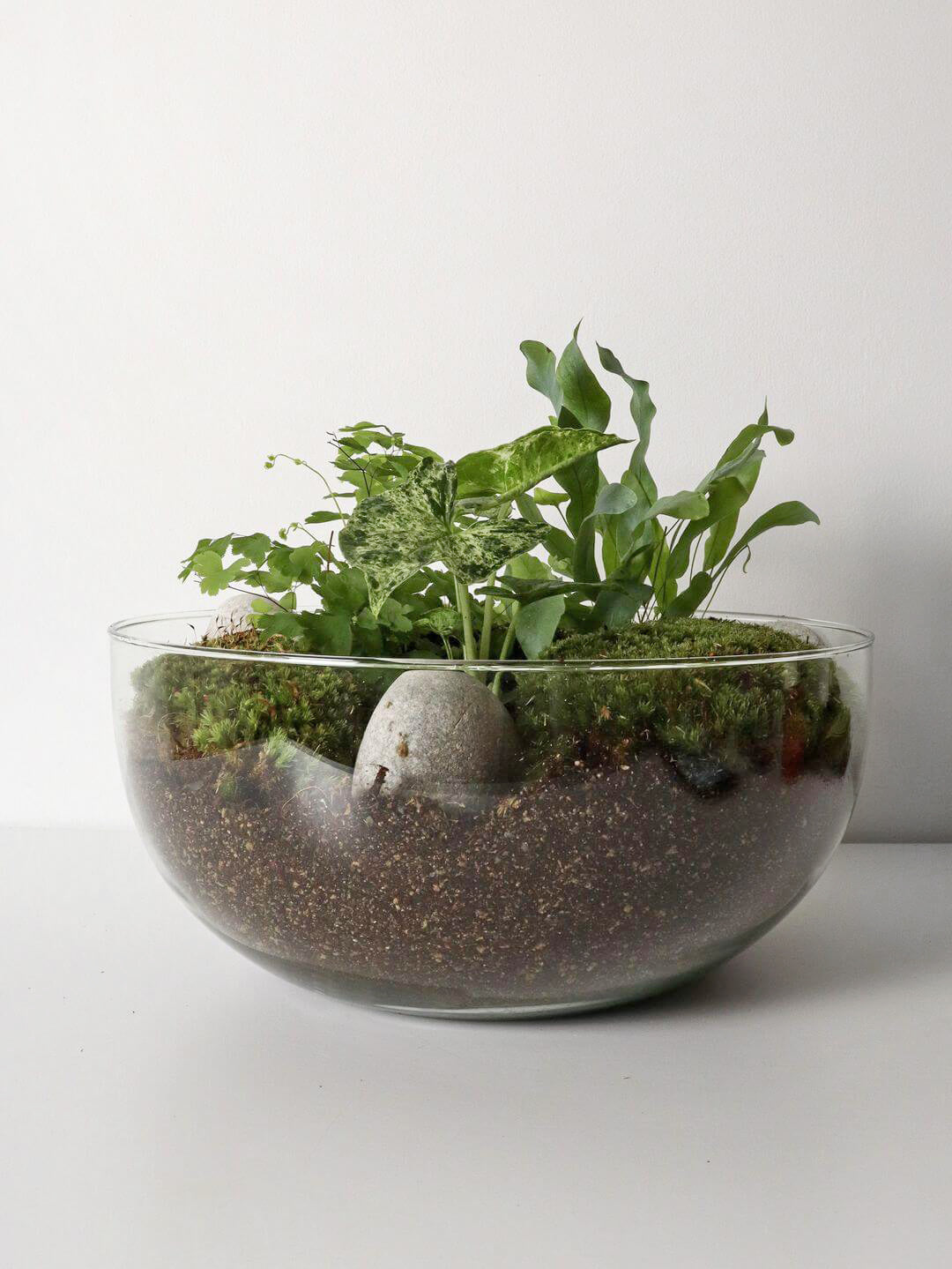 NewPianeta_terrarium_Costa_Rica_Special_2_sfera