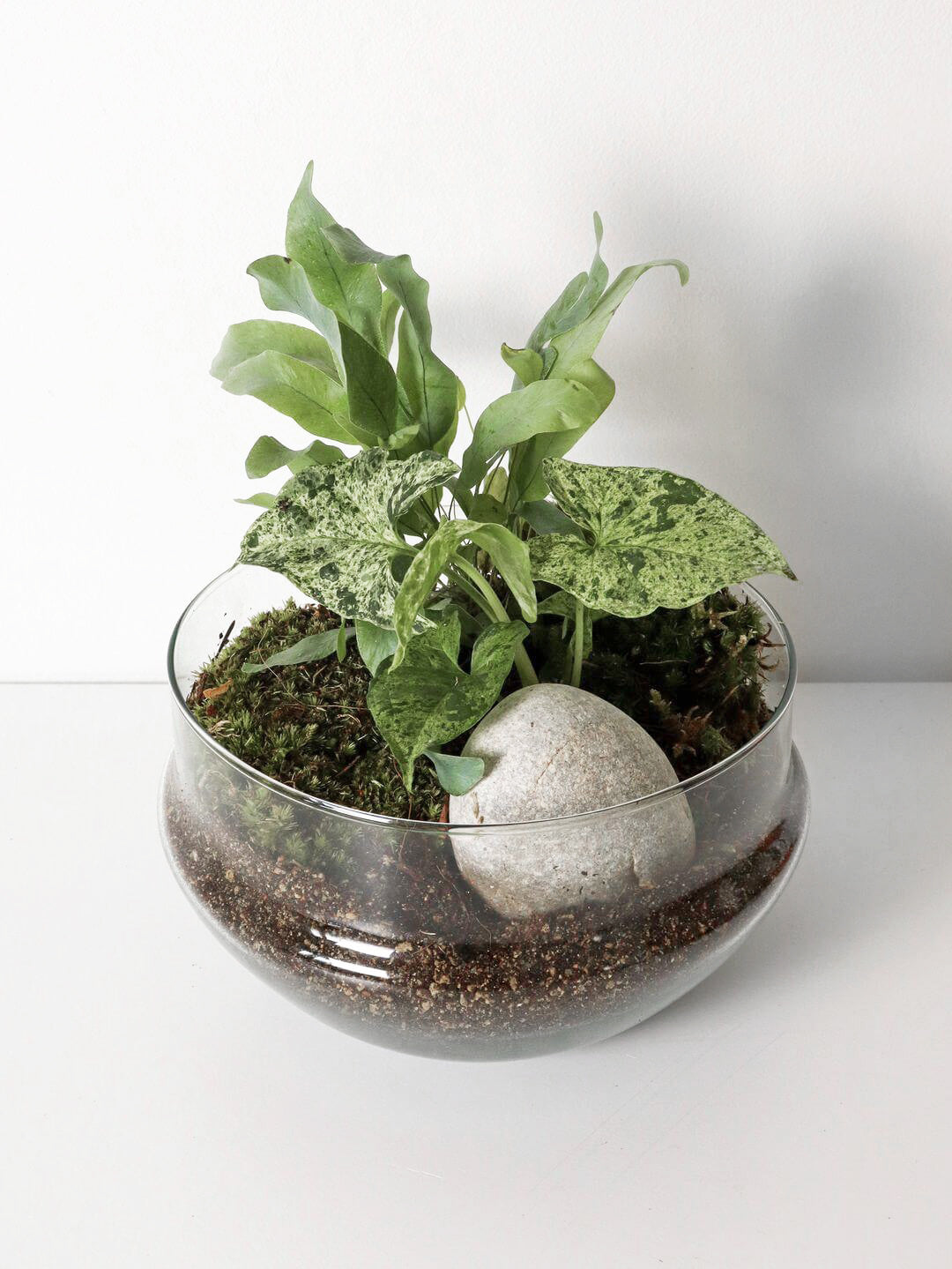 NewPianeta_terrarium_Costa_Rica_Special_3_Capsula