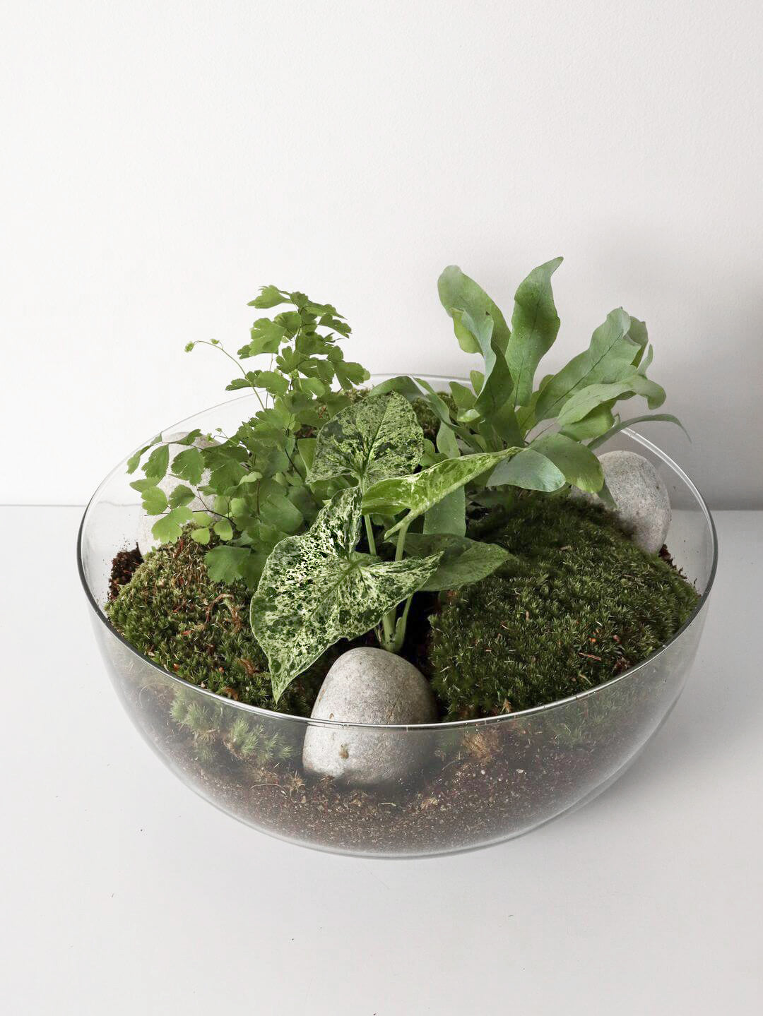 NewPianeta_terrarium_Costa_Rica_Special_3_sfera