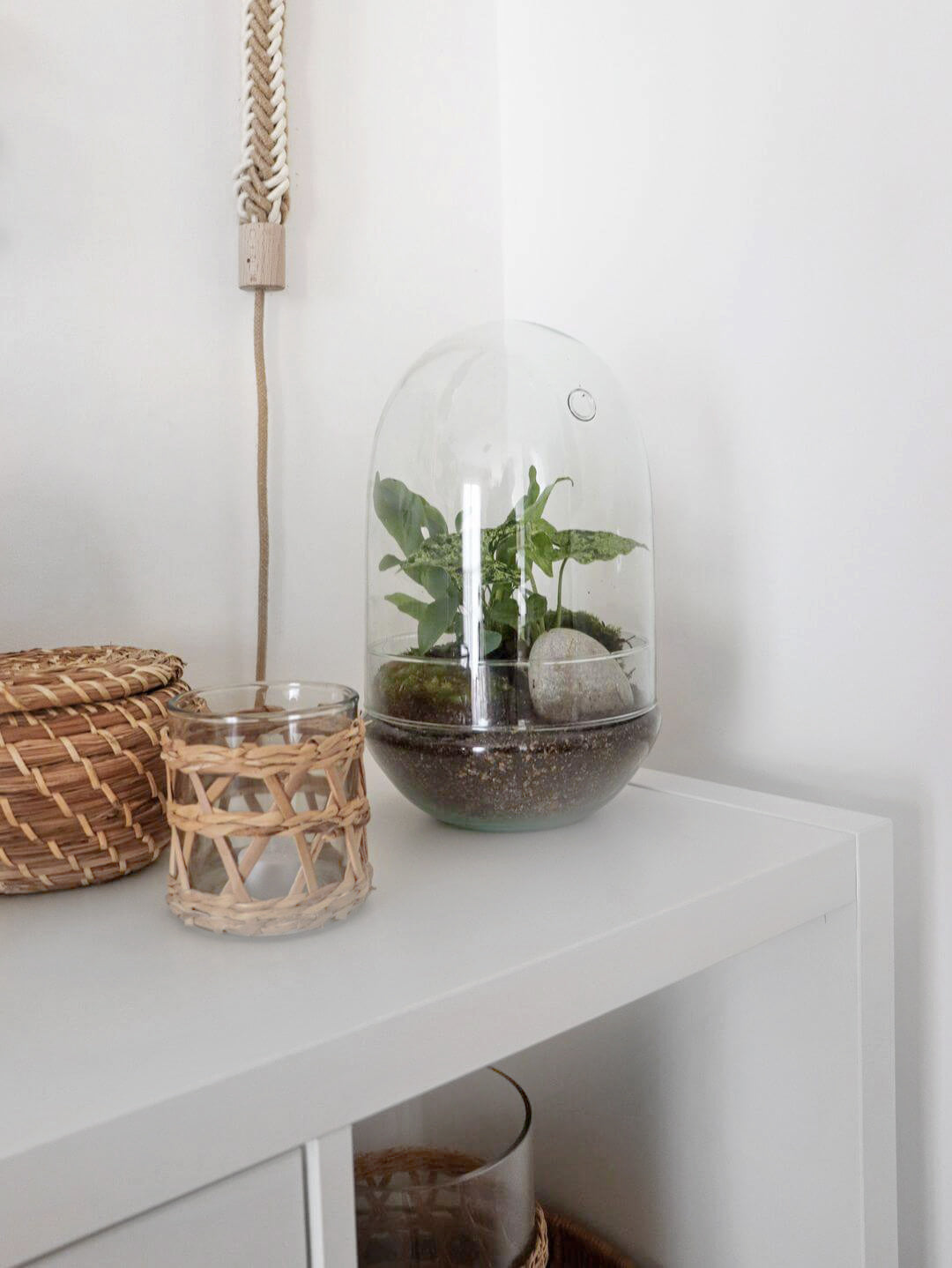 NewPianeta_terrarium_Costa_Rica_Special_4_Capsula