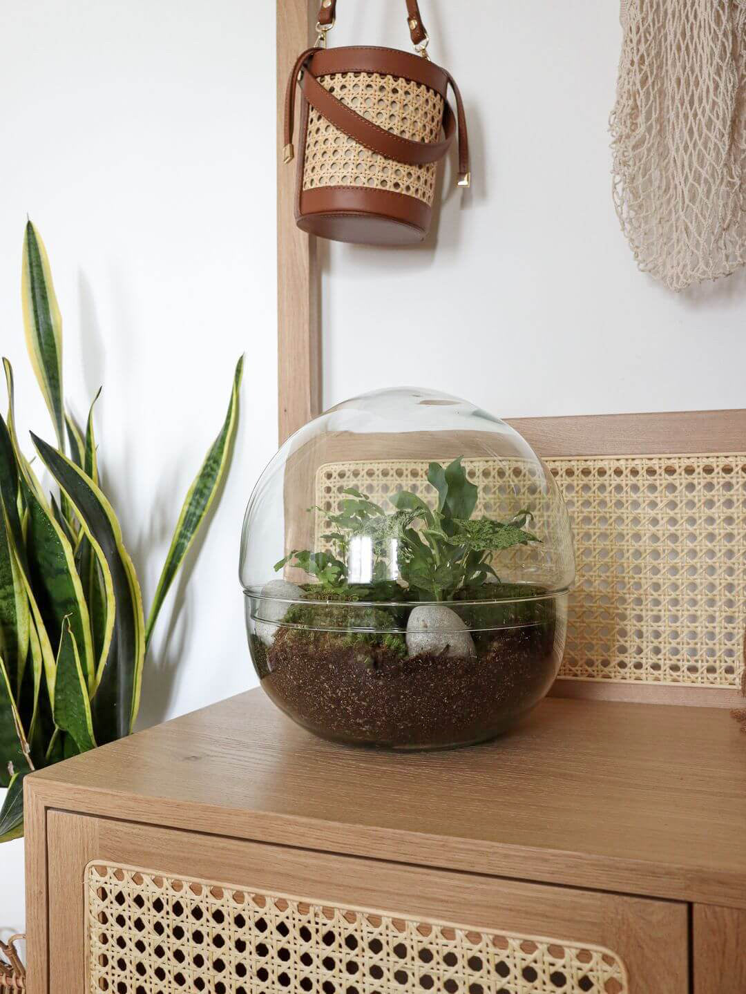 NewPianeta_terrarium_Costa_Rica_Special_4_sfera
