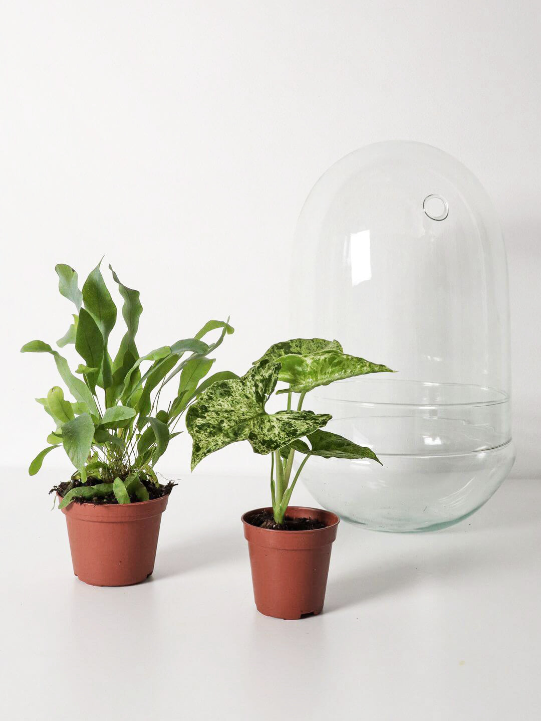 NewPianeta_terrarium_Costa_Rica_Special_5_Capsula