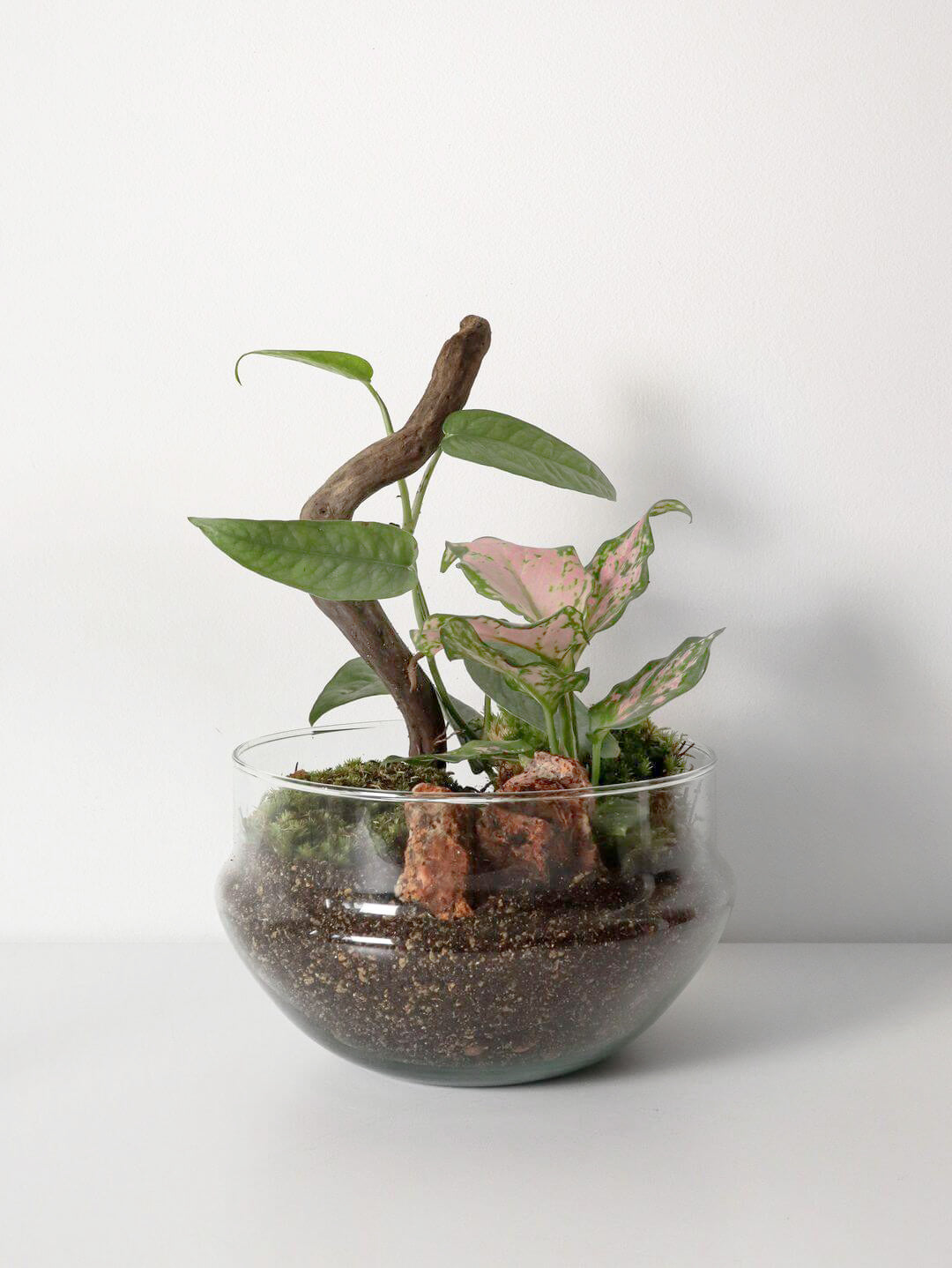 NewPianeta_terrarium_Filippine_2_capsula