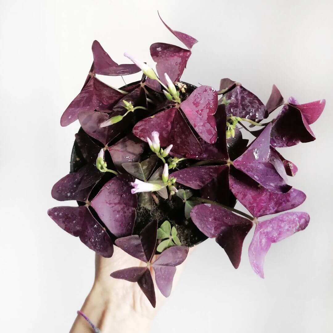 OxalisTriangularis-1
