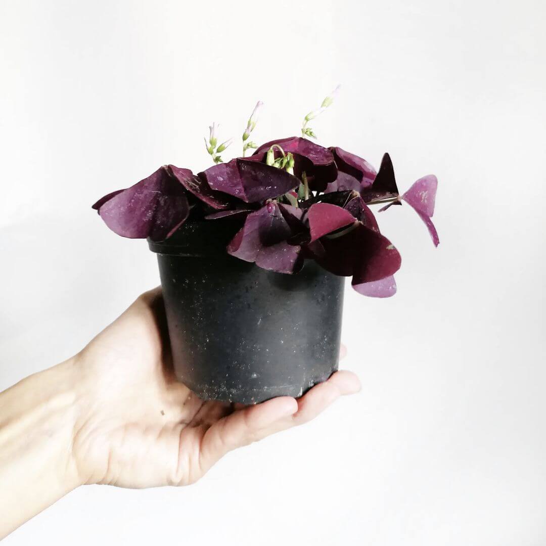 OxalisTriangularis-2