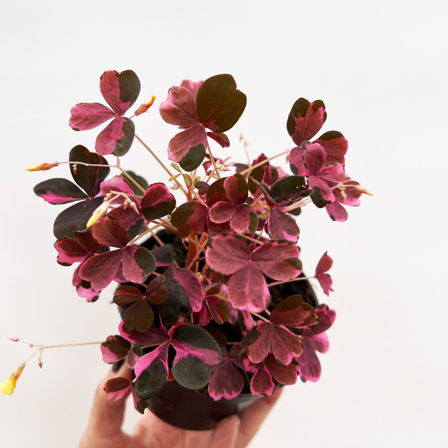 OxalisVulcnPink-2