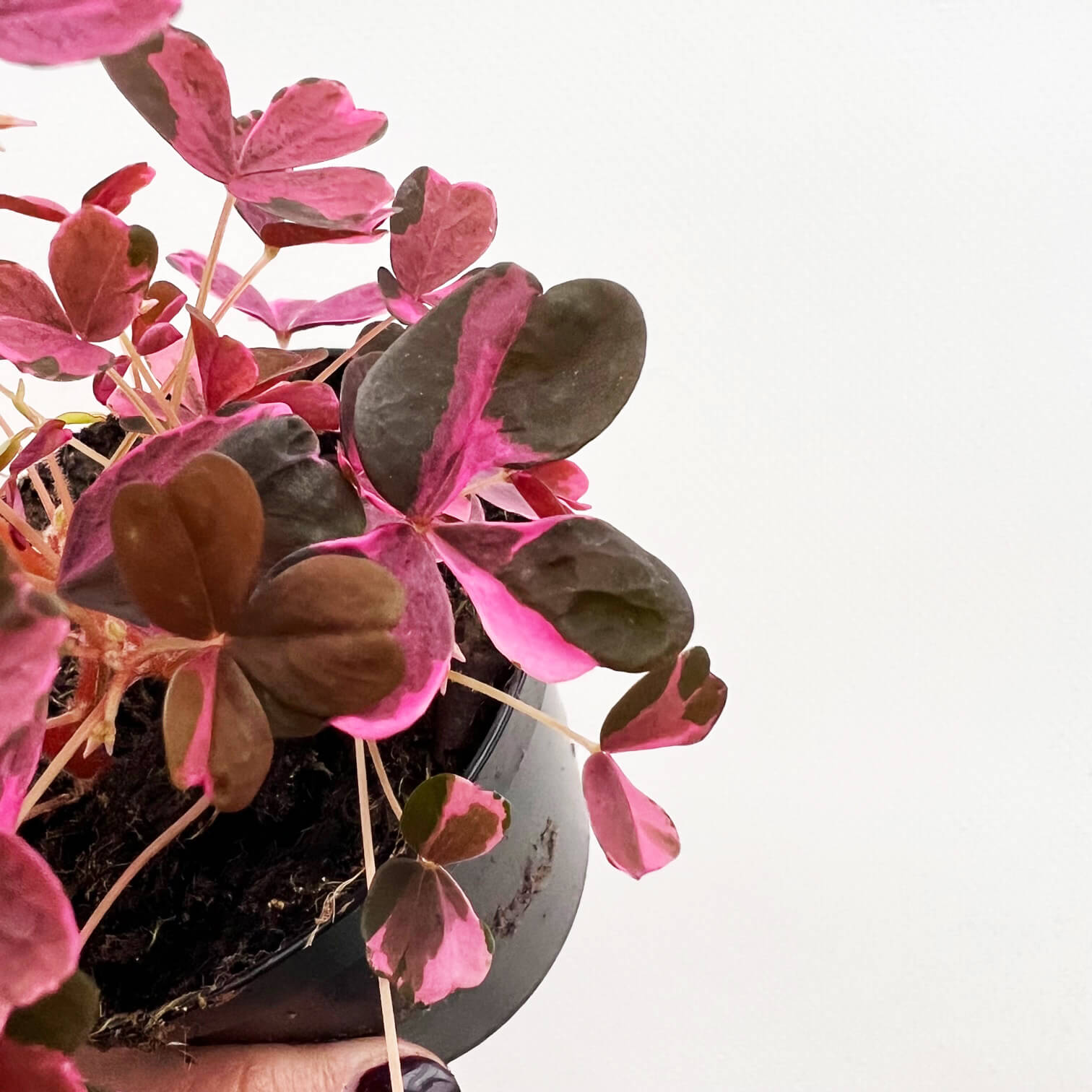OxalisVulcnPink-3