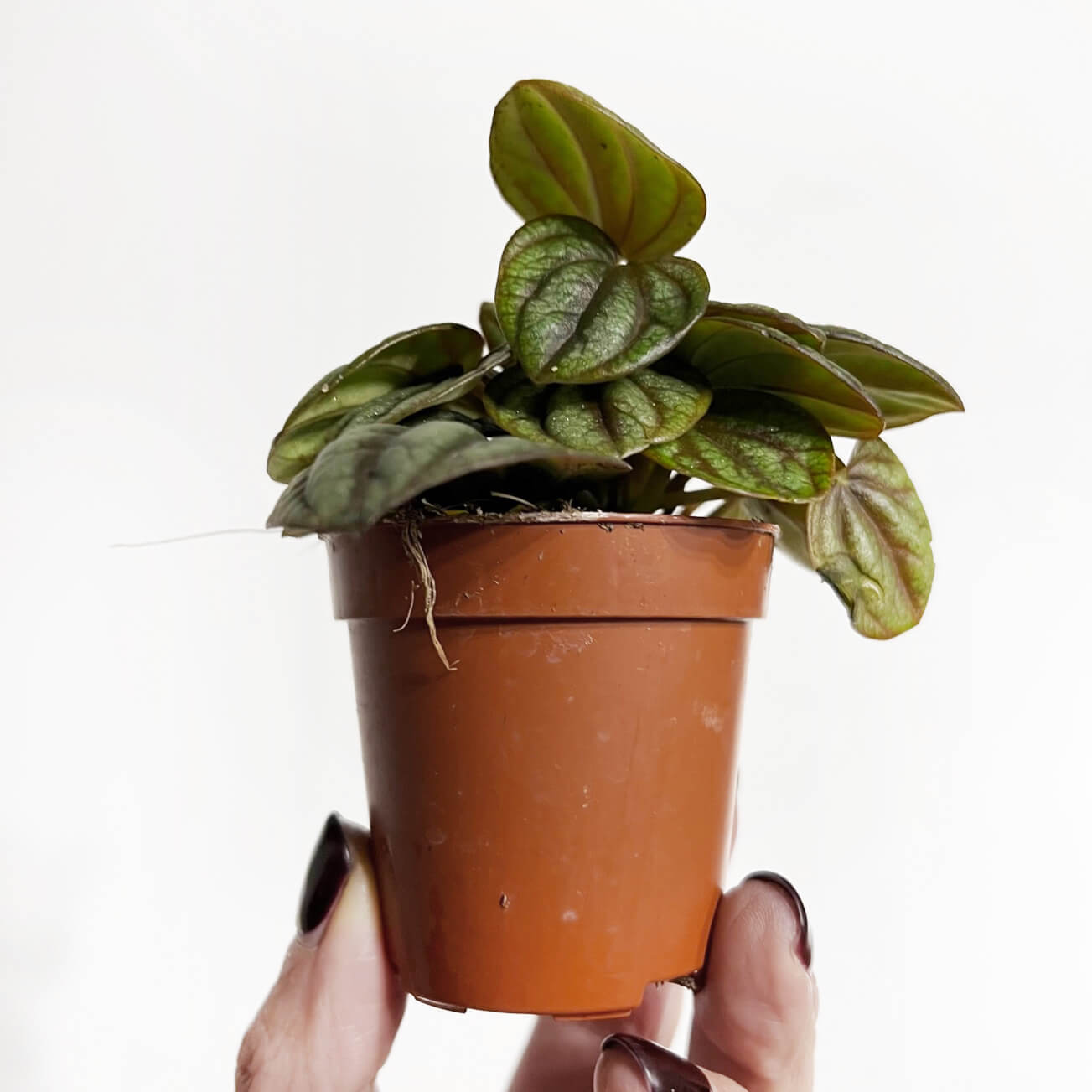 PeperomiaPiccoloBanda-1