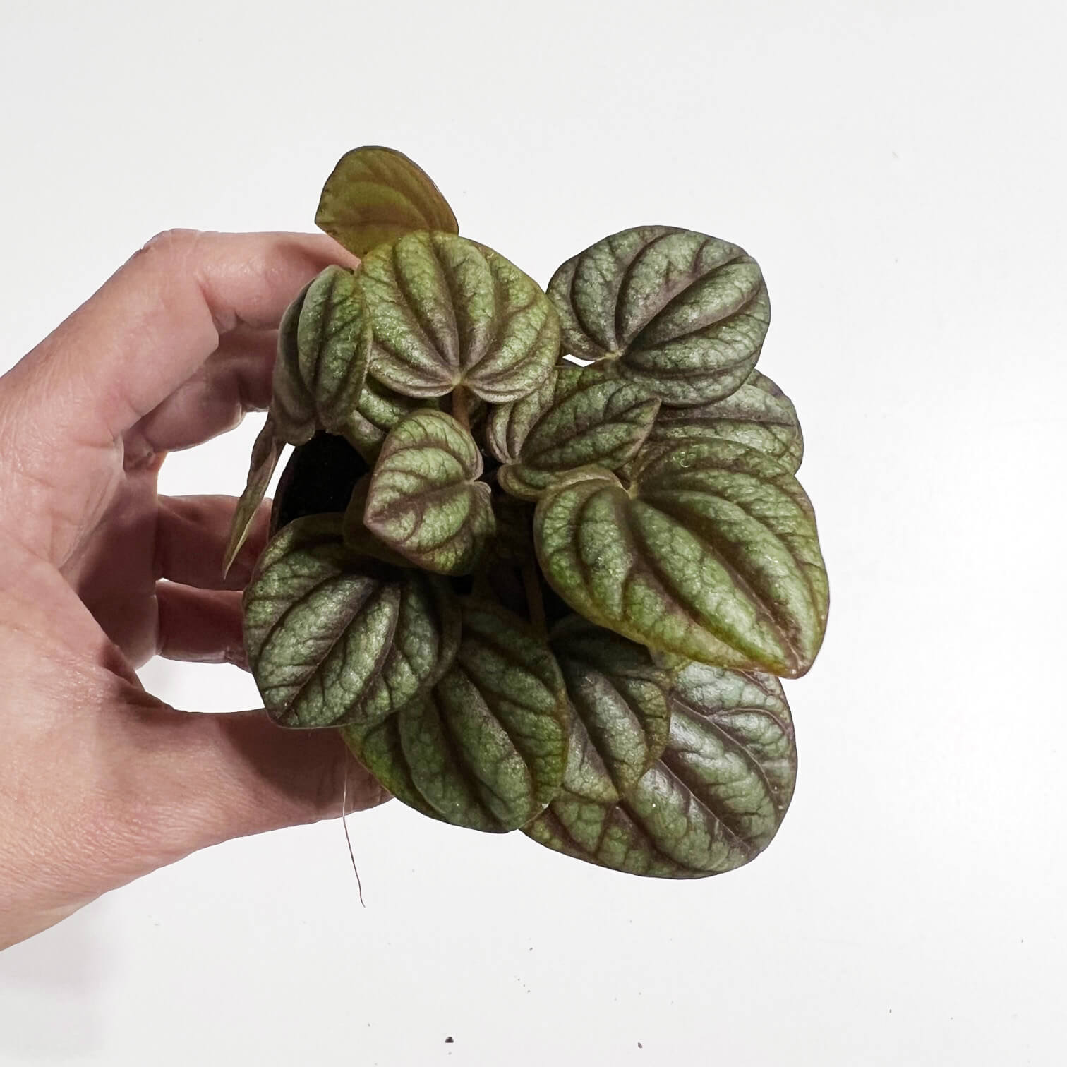 PeperomiaPiccoloBanda-2