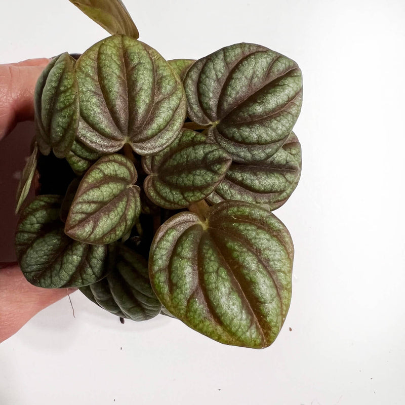 Baby Peperomia Albovittata Piccolo Banda