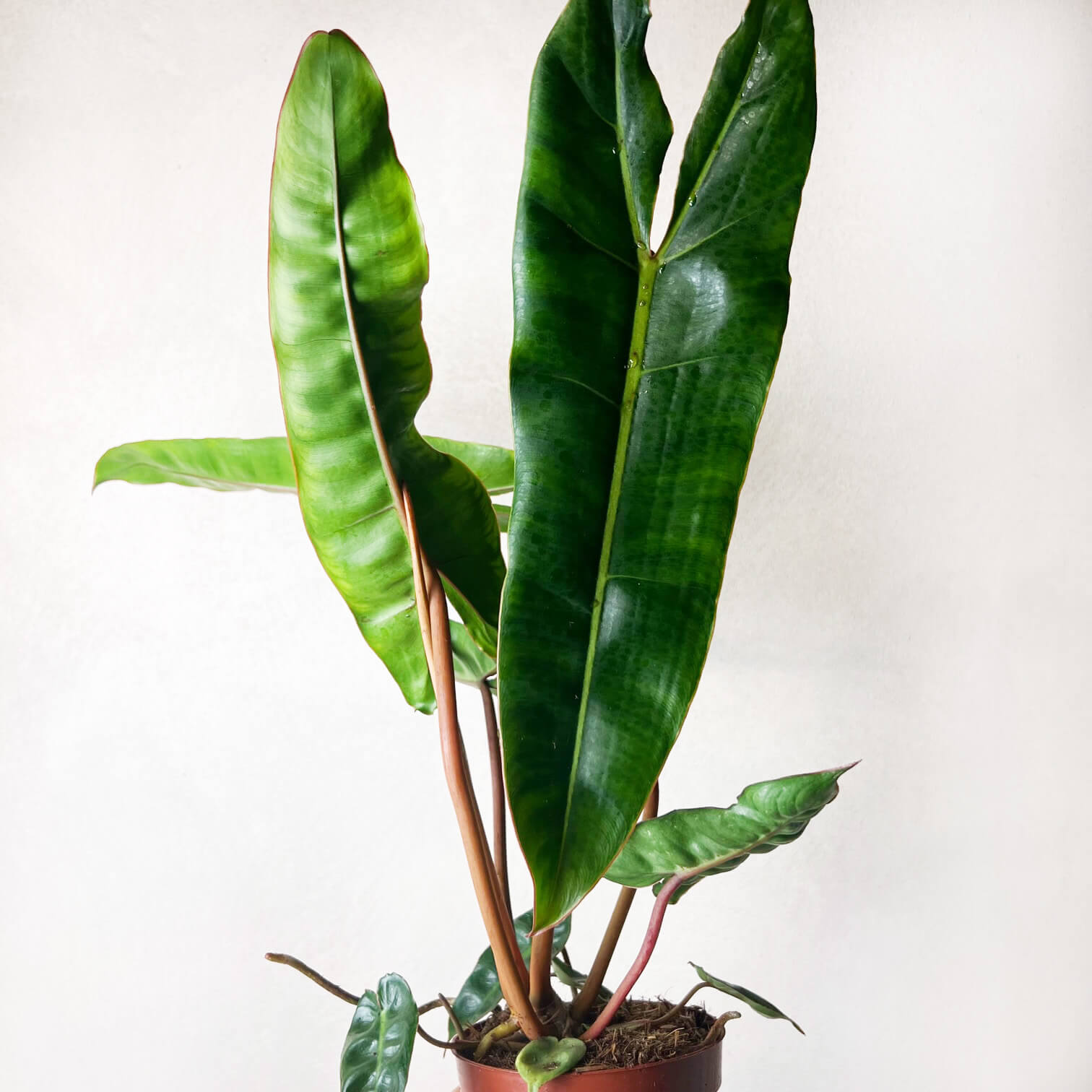 PhilodendronBillietiae-6