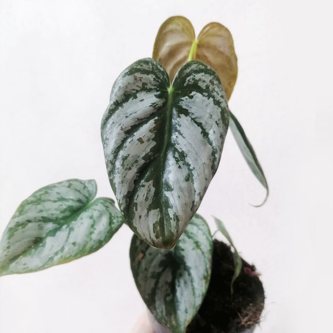 PhilodendronBrandtianum-2