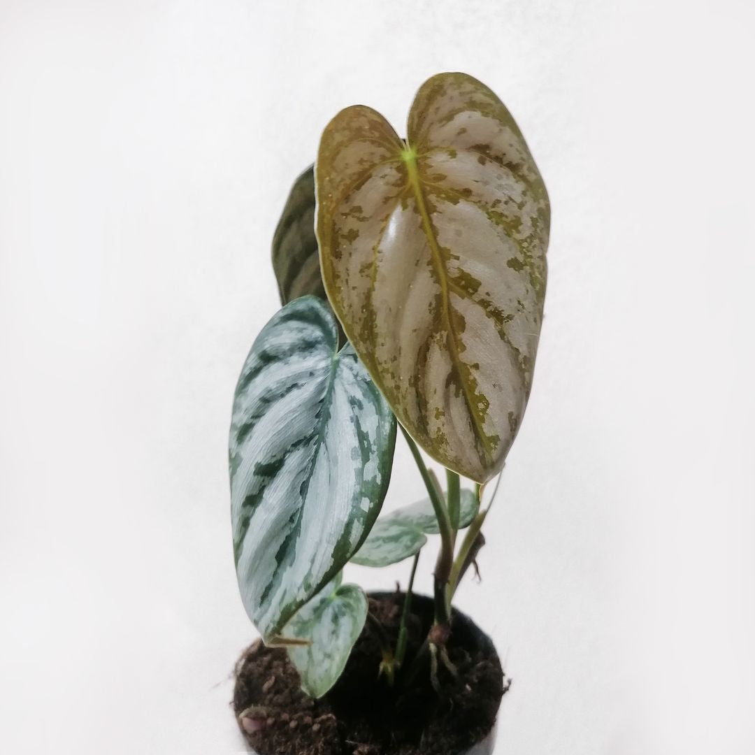 PhilodendronBrandtianum-3