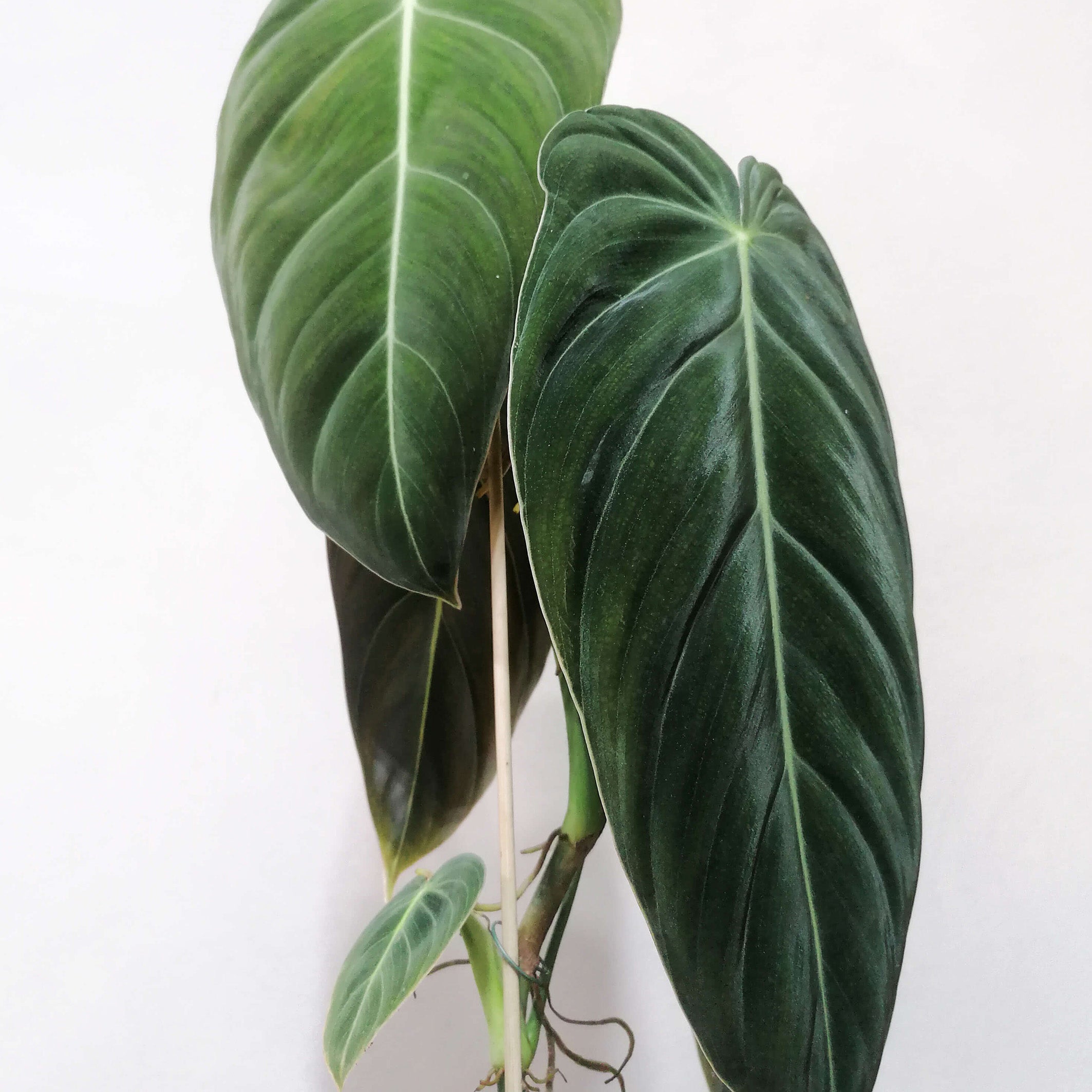 PhilodendronMelanochrysum-2