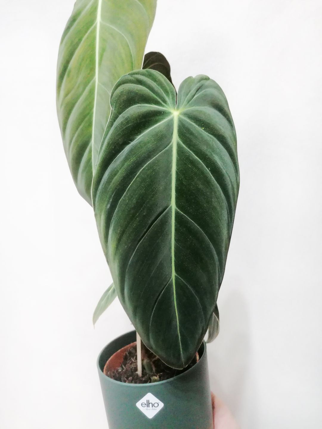 PhilodendronMelanochrysum-6