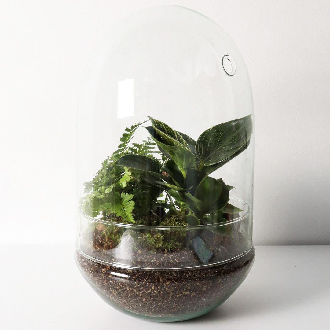 Pianeta_terrarium_Guyana_1_capsulaNew