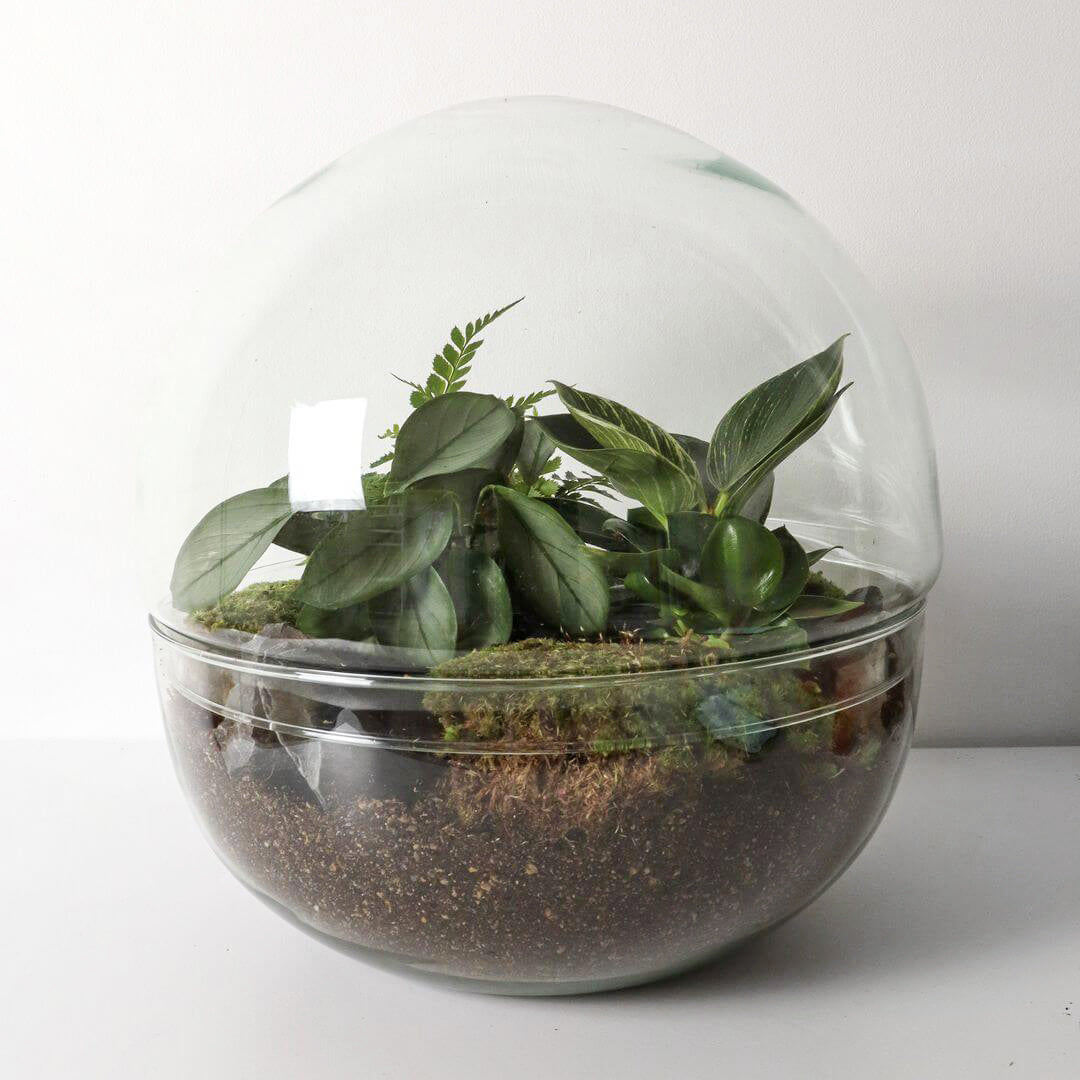 Pianeta_terrarium_Guyana_1_sferaN