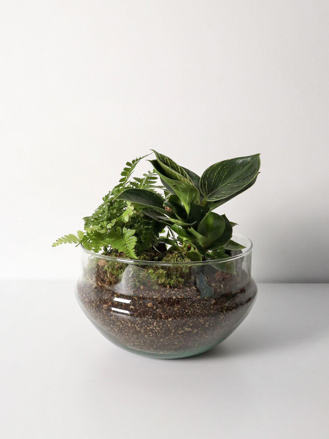 Pianeta_terrarium_Guyana_2_capsulaNew