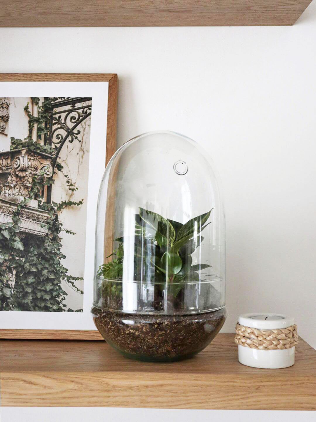 Pianeta_terrarium_Guyana_4_capsulaNew