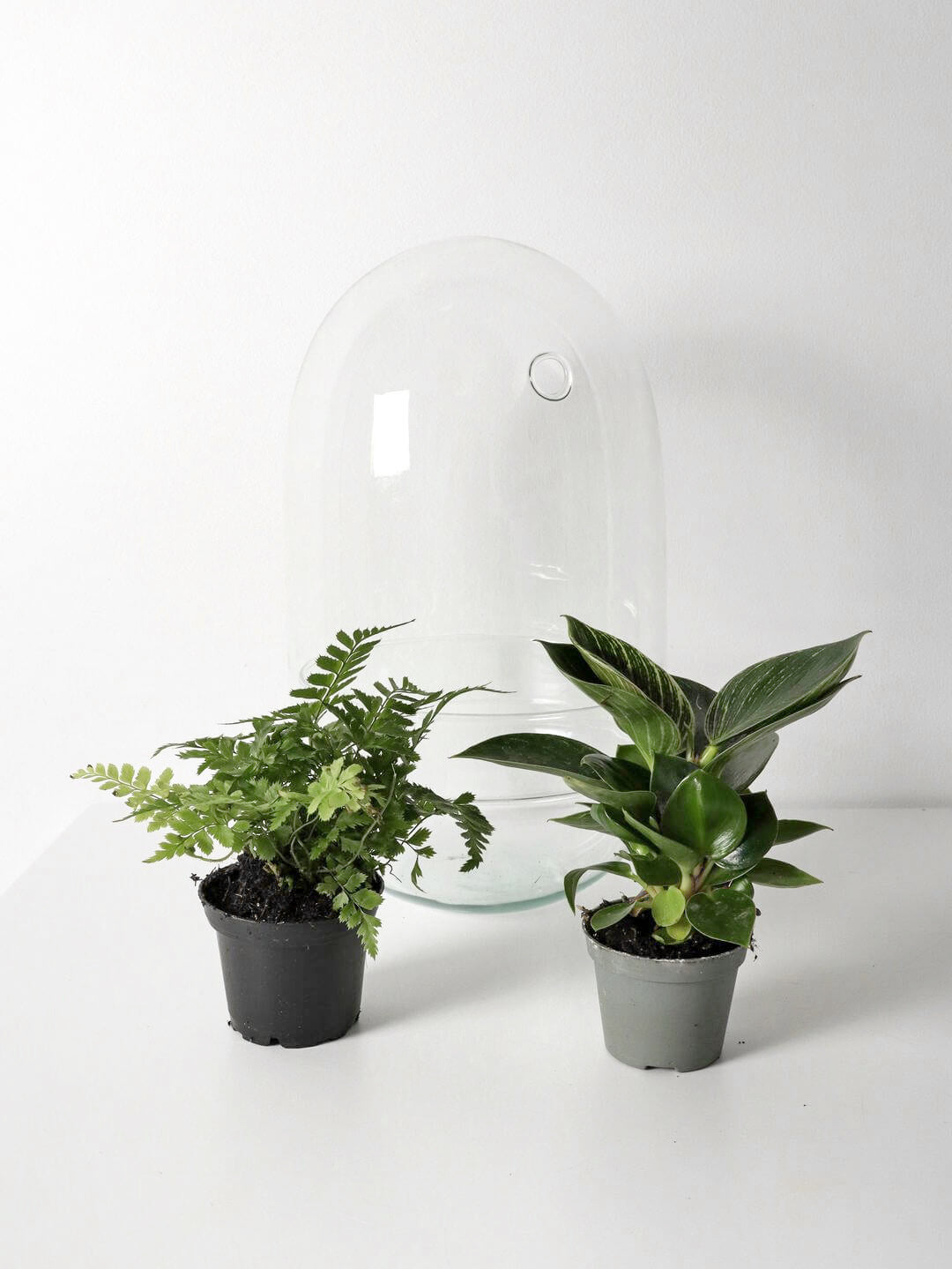 Pianeta_terrarium_Guyana_5_capsulaNew