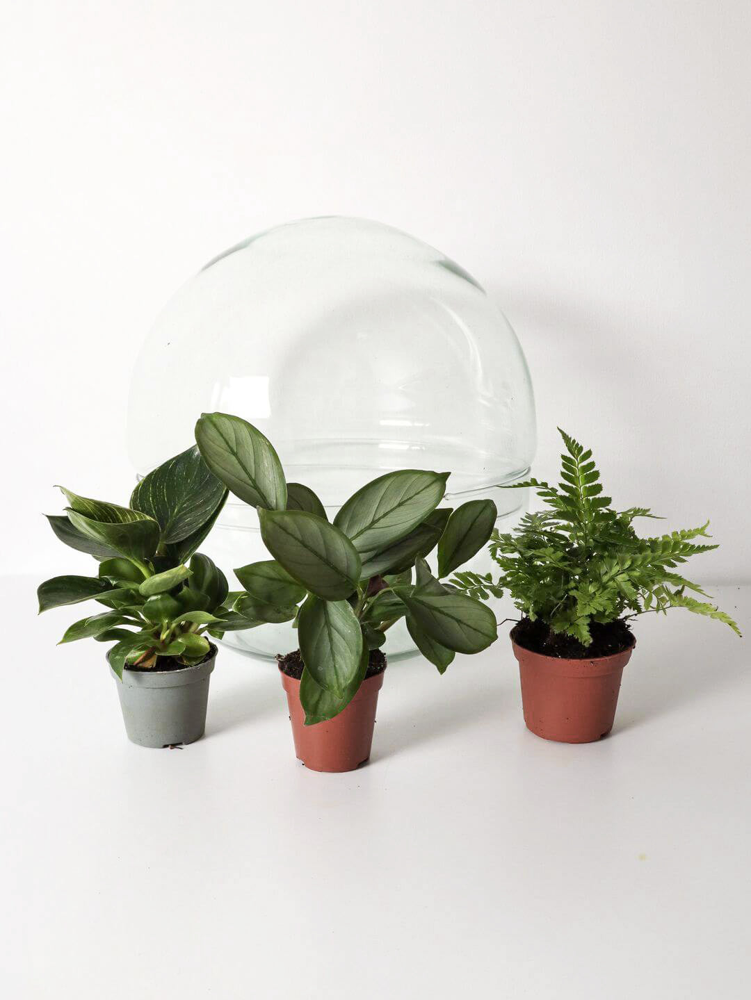 Pianeta_terrarium_Guyana_5_sferaN