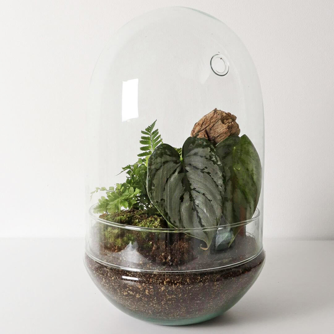 Pianeta_terrarium_Guyana_Special_1_capsula