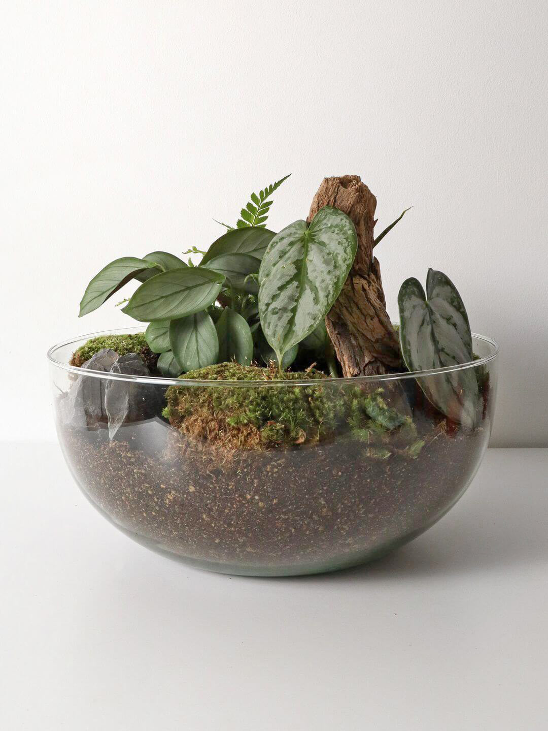 Pianeta_terrarium_Guyana_Special_2_Sfera