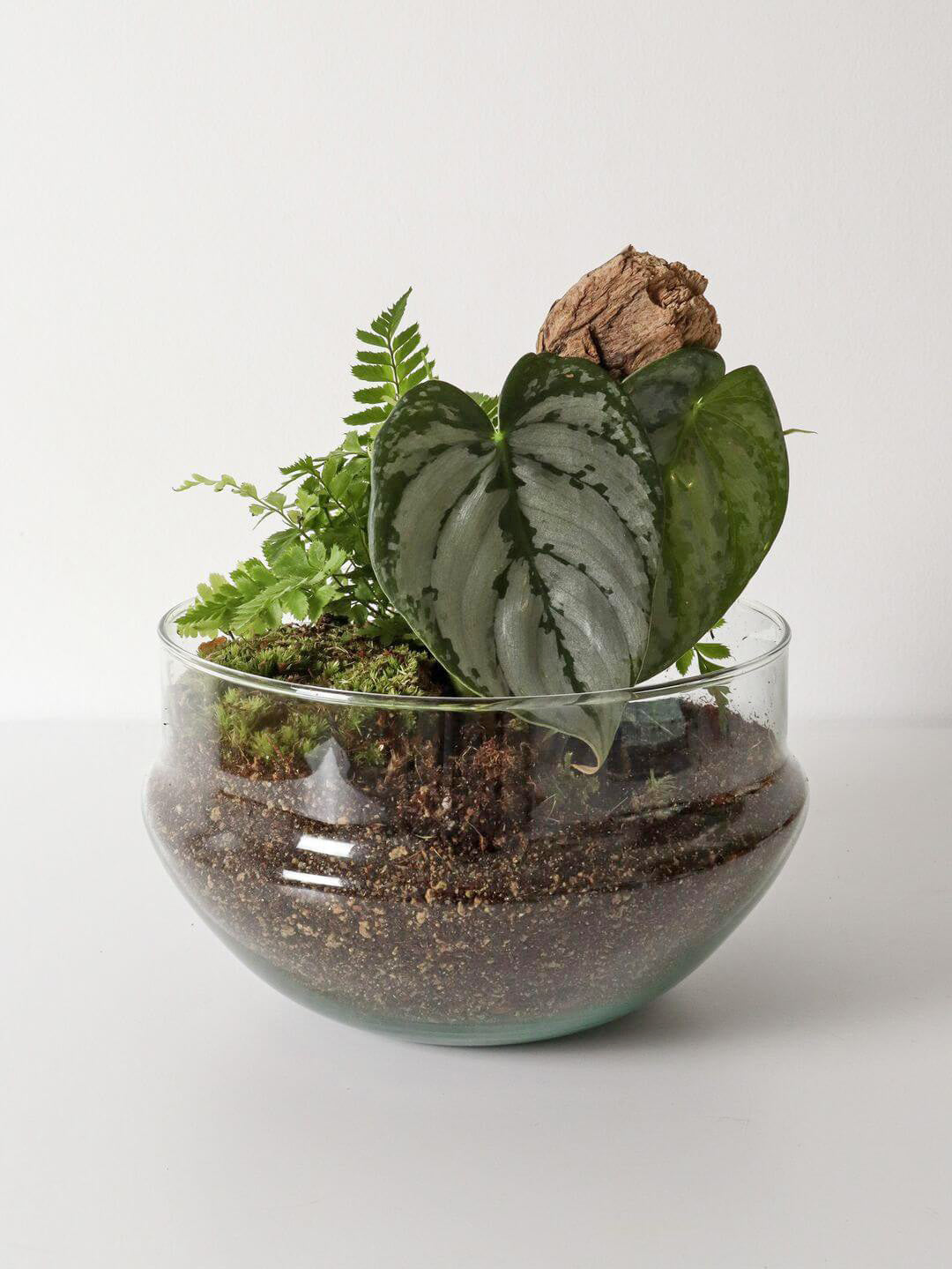 Pianeta_terrarium_Guyana_Special_2_capsula