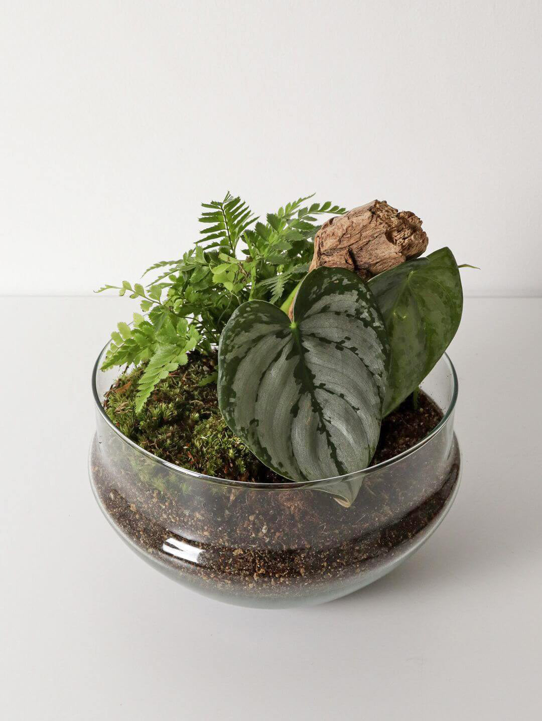 Pianeta_terrarium_Guyana_Special_3_capsula