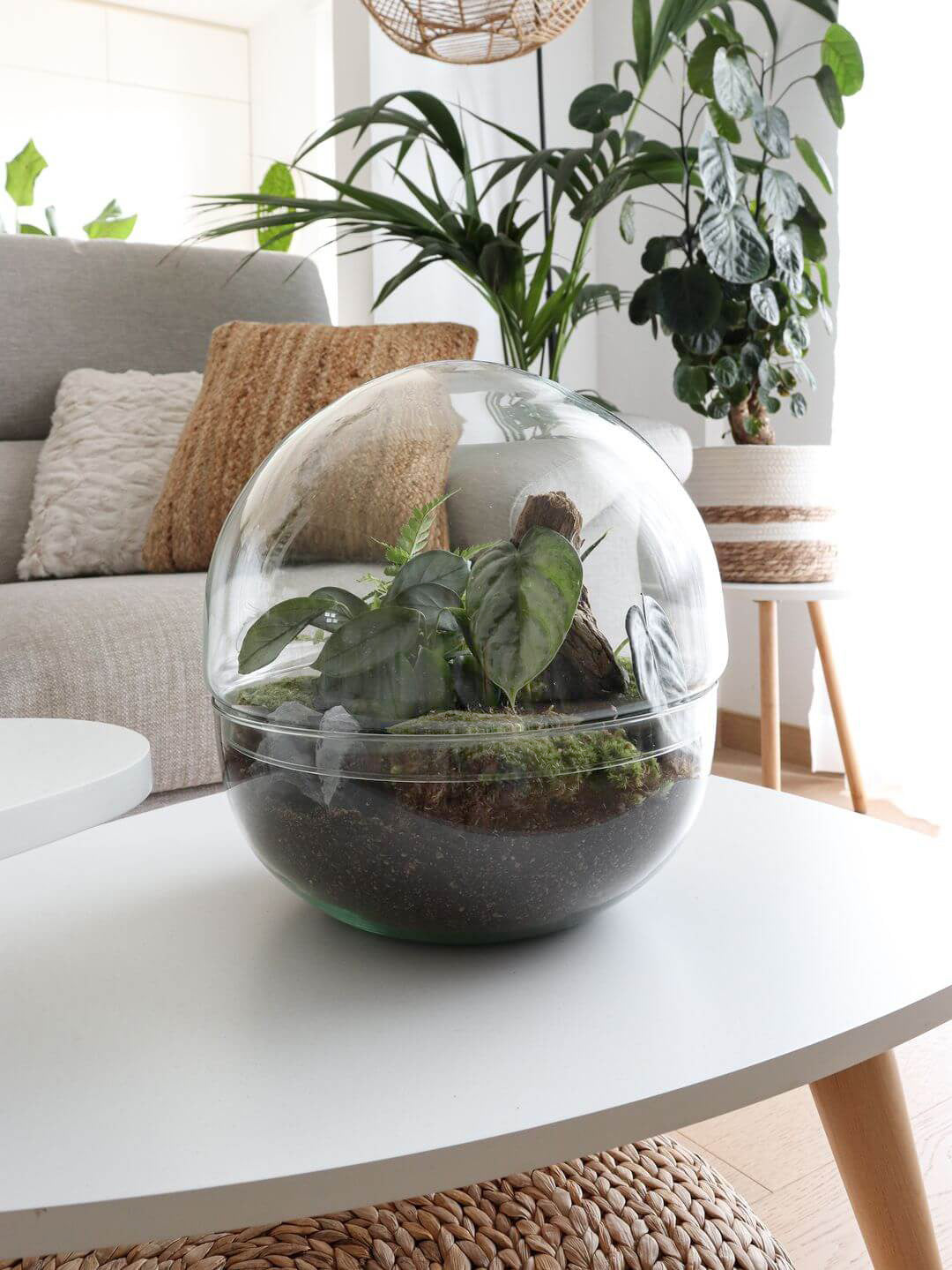 Pianeta_terrarium_Guyana_Special_4_Sfera