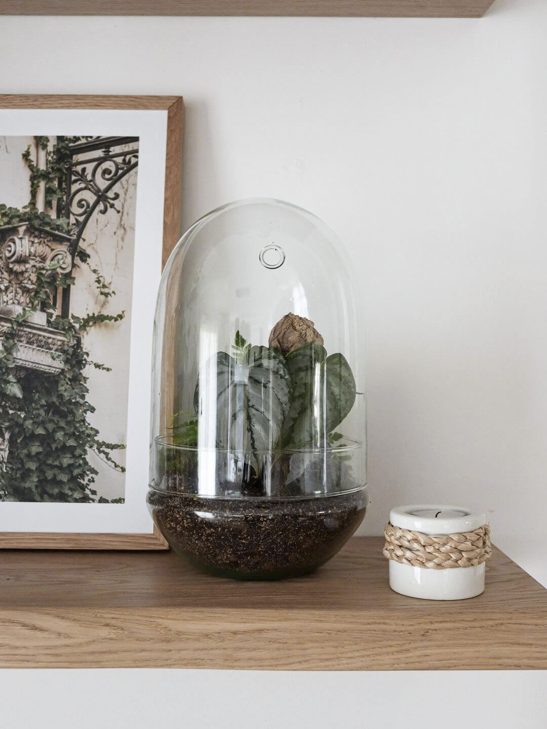 Pianeta_terrarium_Guyana_Special_4_capsula