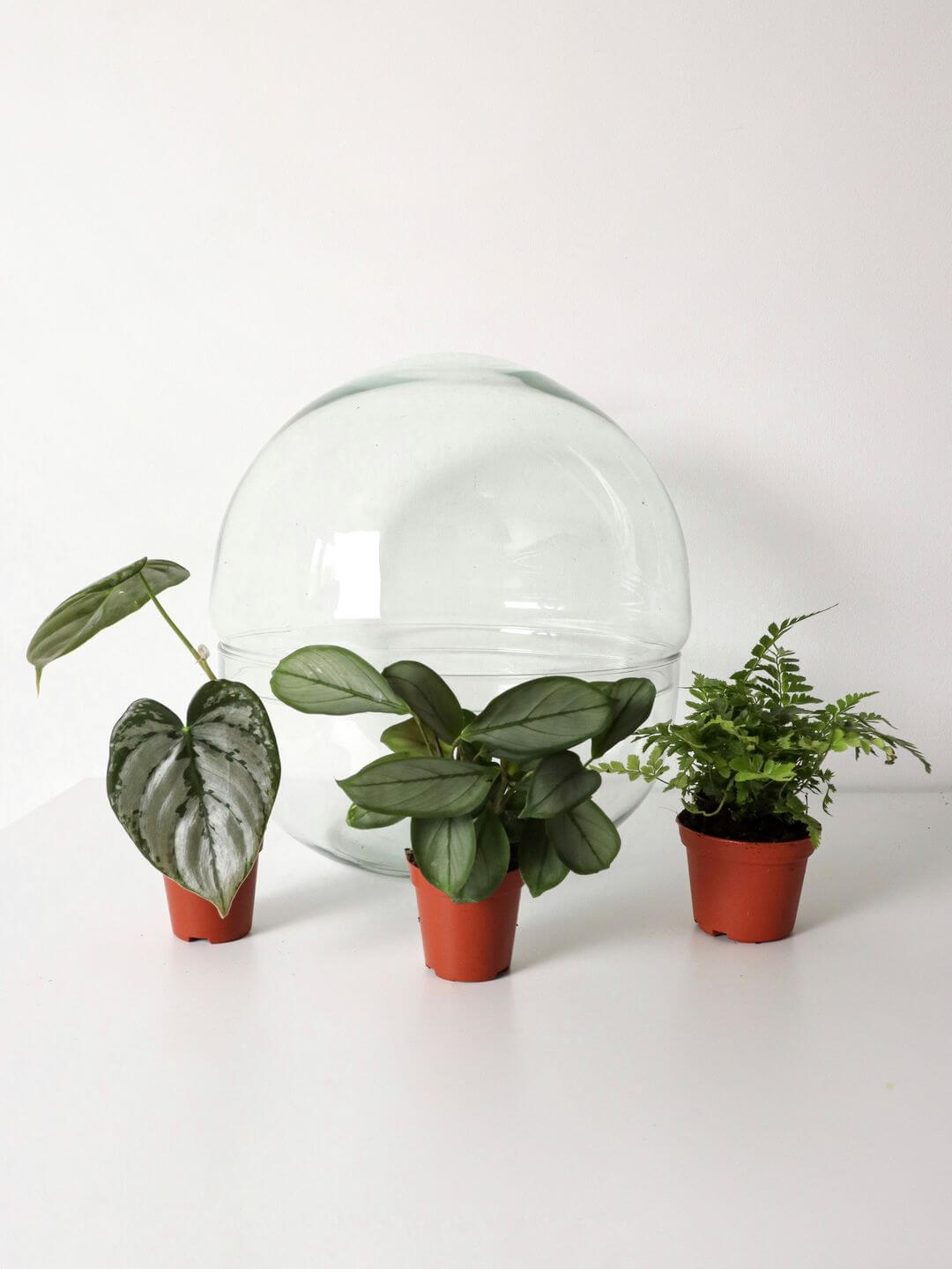 Pianeta_terrarium_Guyana_Special_5_Sfera