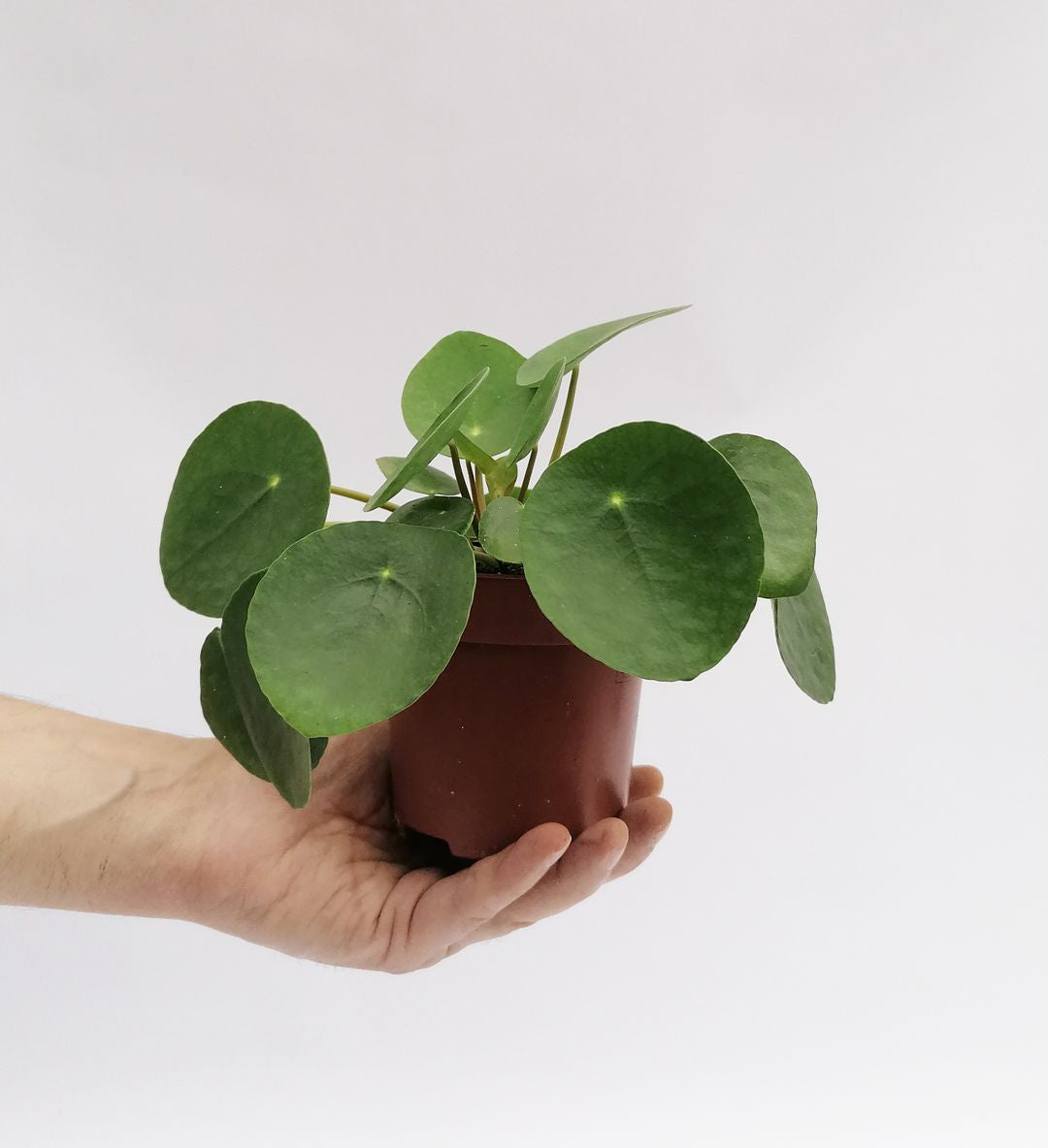 PileaPeperomioides-3