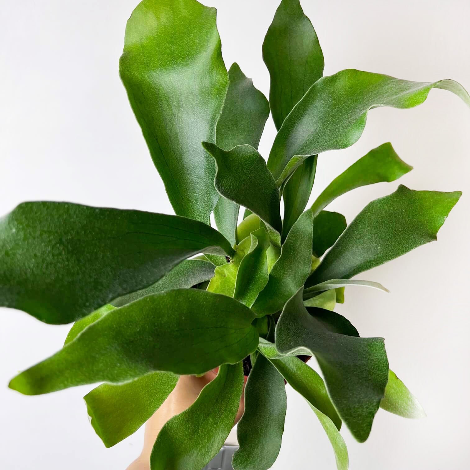 Platycerium_4