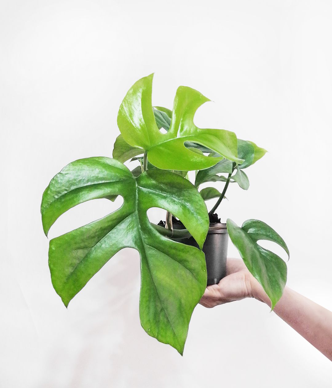 RhaphidophoraTetrasperma-3