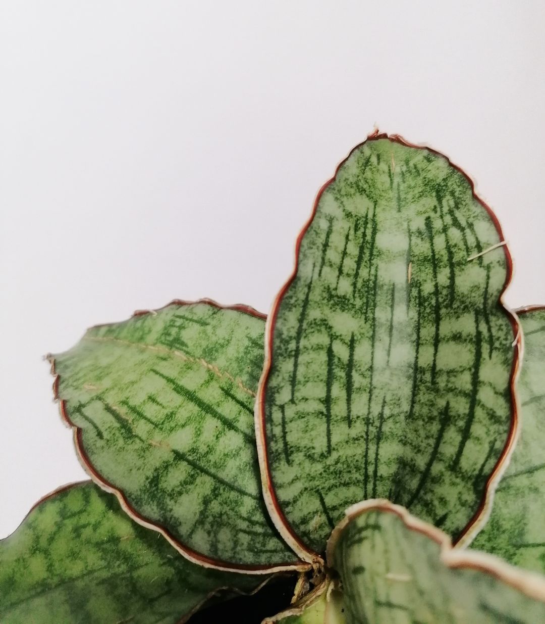 Sansevieria_Star_Green_Granite_2