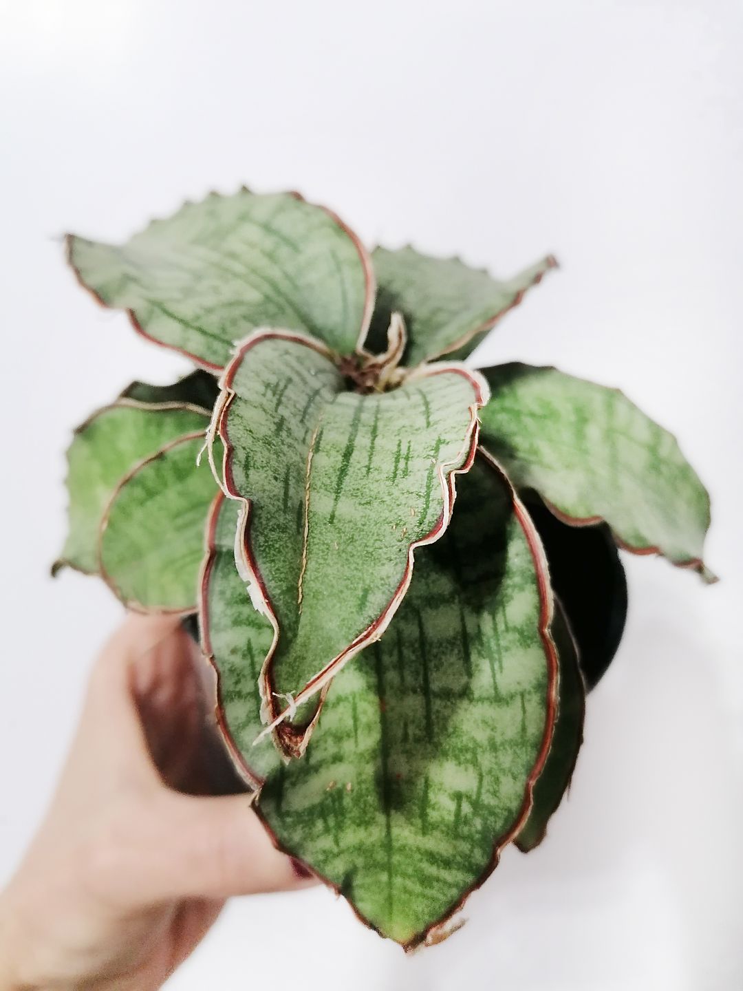 Sansevieria_Star_Green_Granite_3