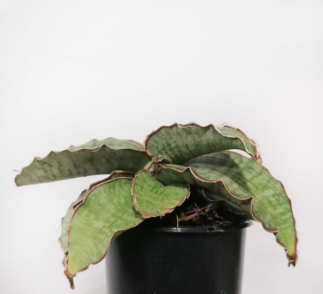 Sansevieria_Star_Green_Granite_4