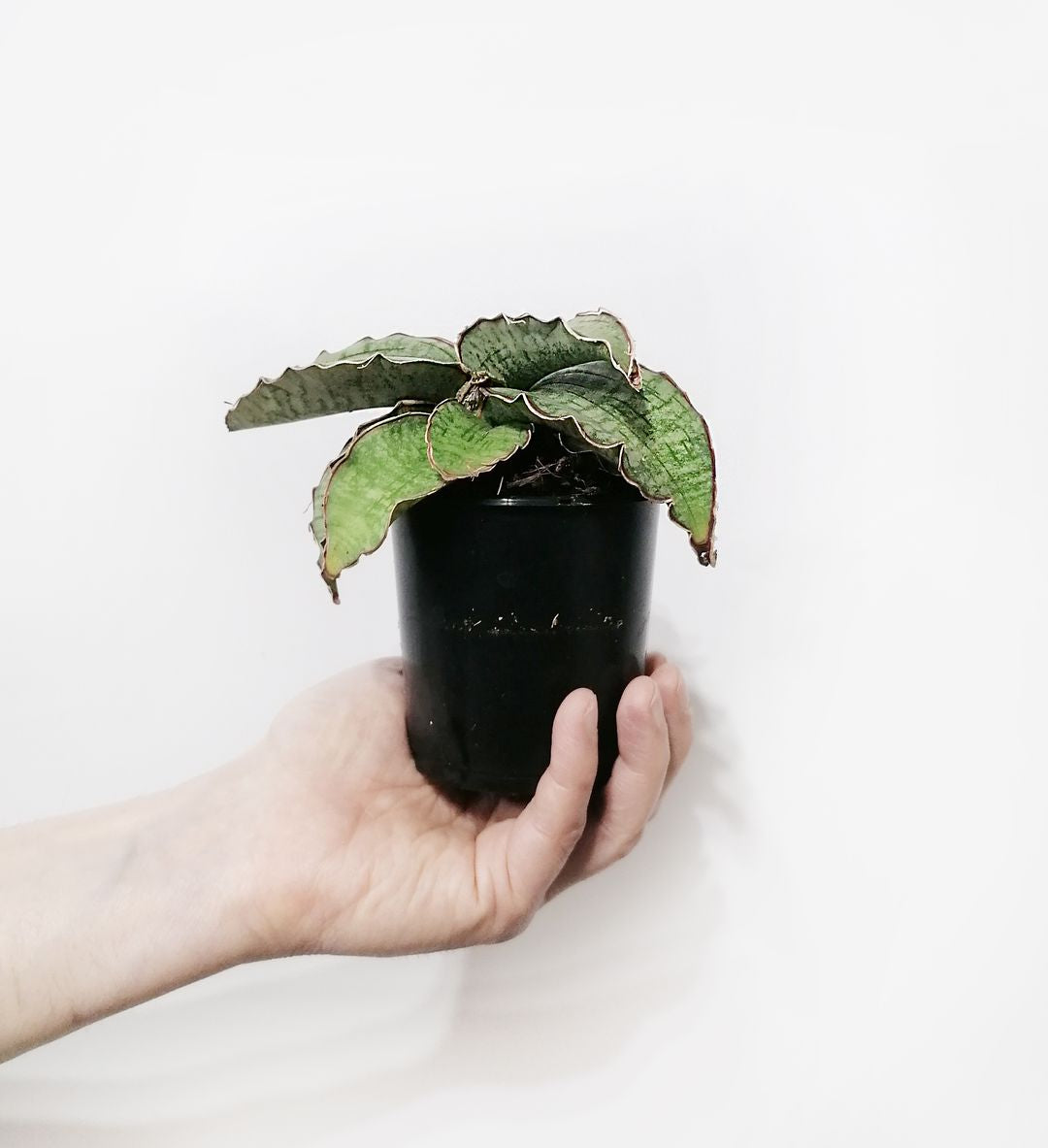 Sansevieria_Star_Green_Granite_5