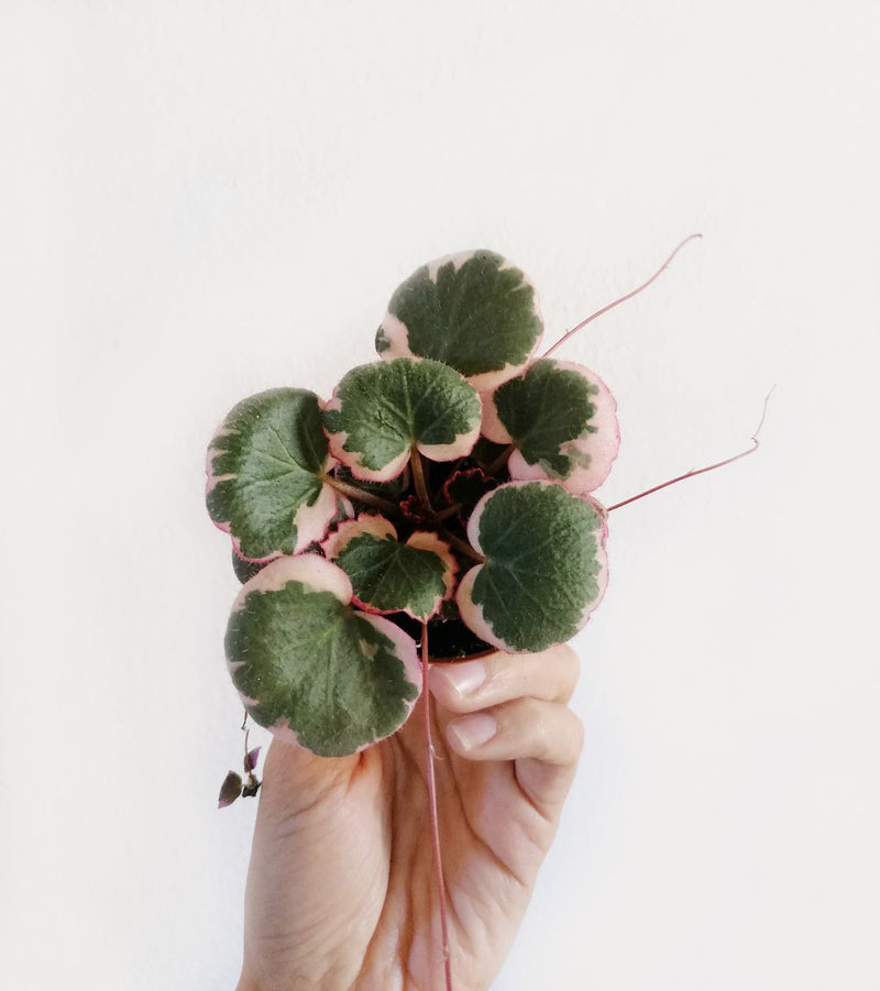 Baby Saxifraga Tricolor
