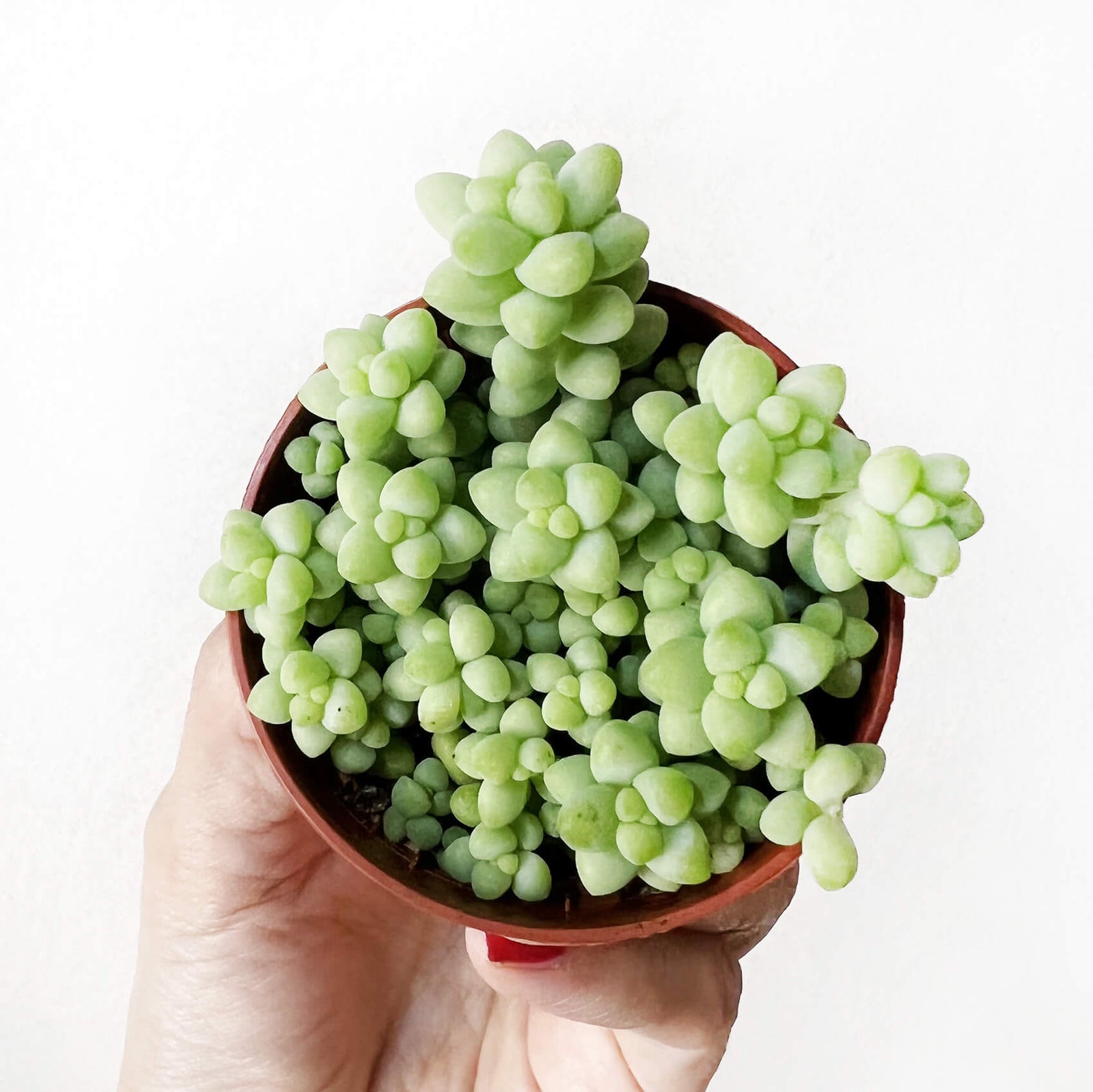 Sedum Burrito