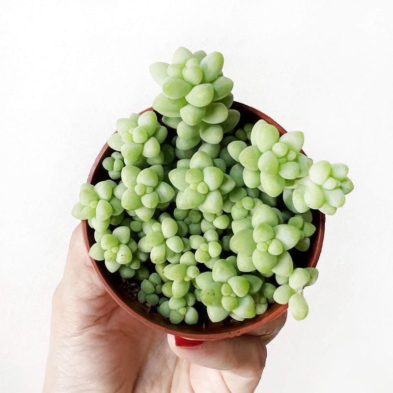 Sedum Burrito