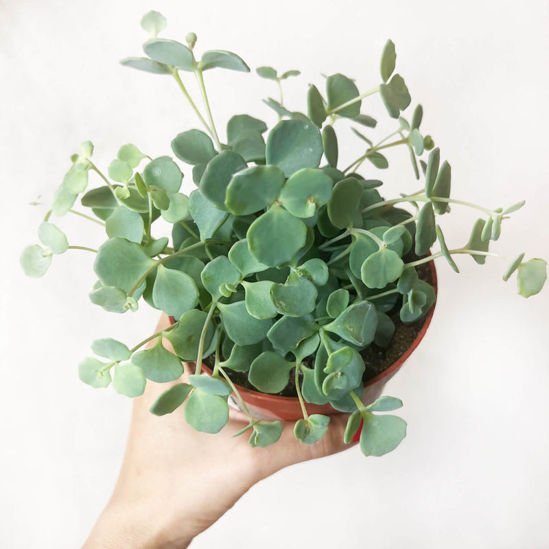 Sedum Sieboldii /Erba Teresina