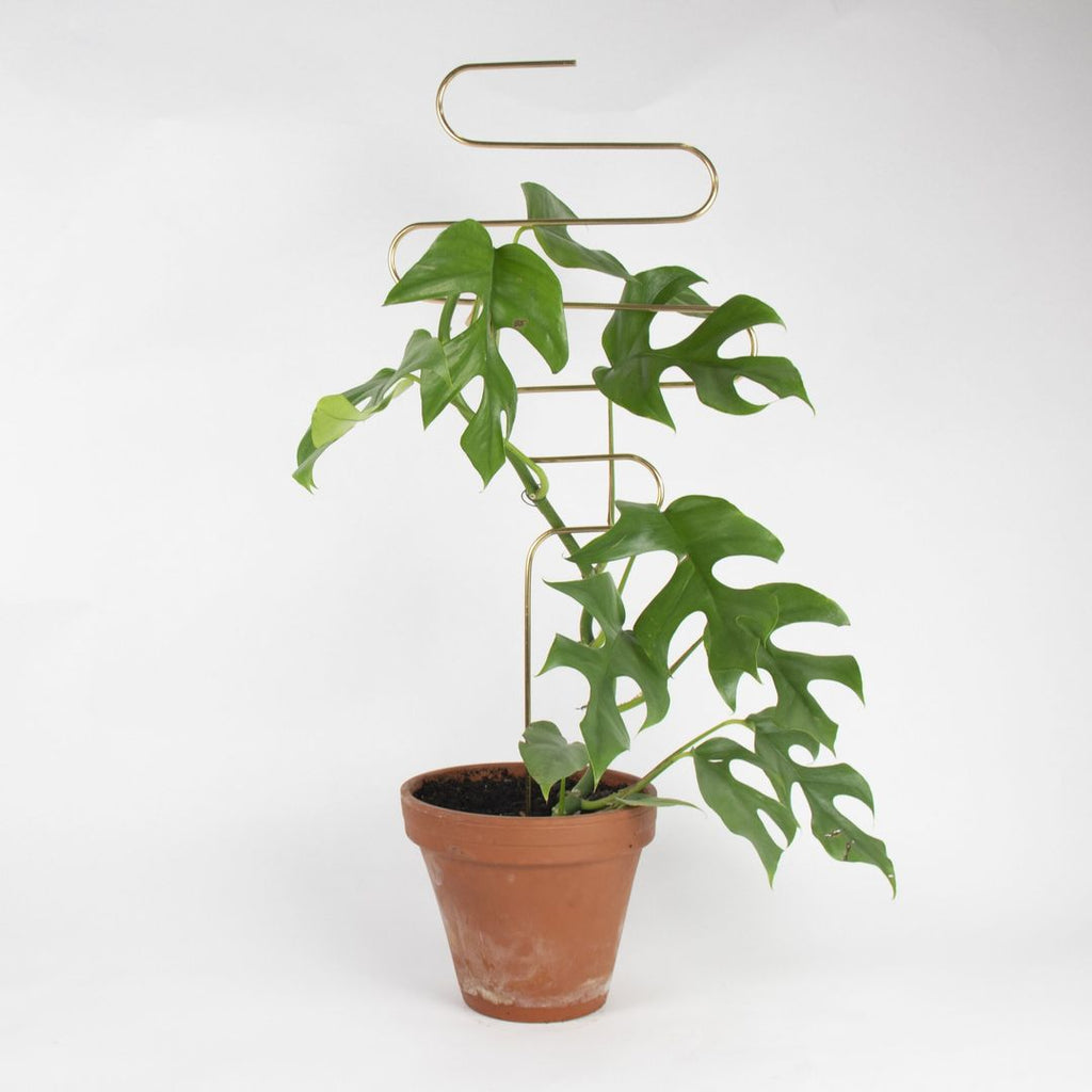 Supporto Per Piante Rampicanti In Fibra Di Cocco 120cm - Bastone Pieghevole Per Piante Da Interno/Esterno - Foto 6