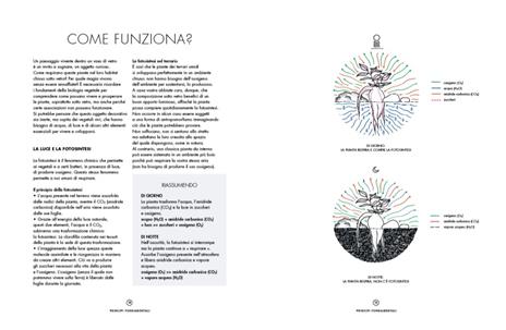 TerrariumMondiVegetaliSottoVetro-2