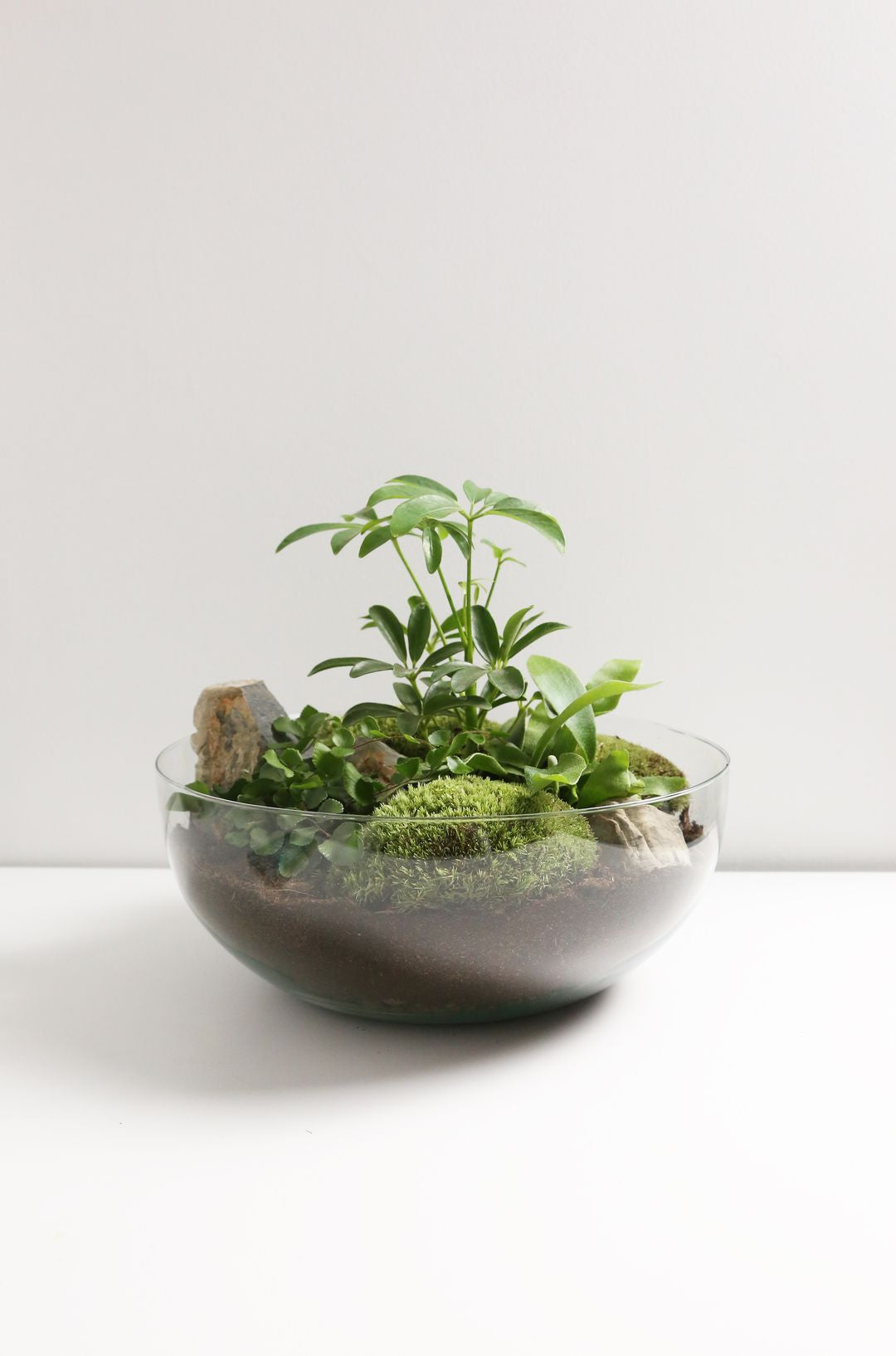 TerrariumSferaAustralia-3